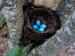 bird-feeder-Robin-eggs
